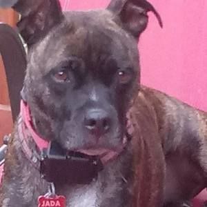 Meet your Posher, Mickey